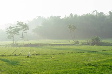 Sabah vakti pirinç tarlaları. Kırsal kesim, ormanın arkasındaki sisli vadiyi hissediyor. Doğal tazelik kavramı