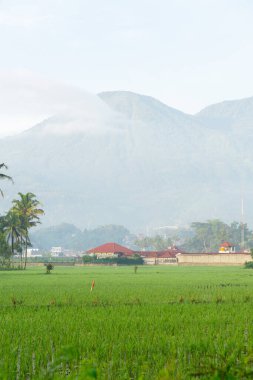 Sabah vakti pirinç tarlaları. Kırsal kesim, ormanın arkasındaki sisli vadiyi hissediyor. Doğal tazelik kavramı