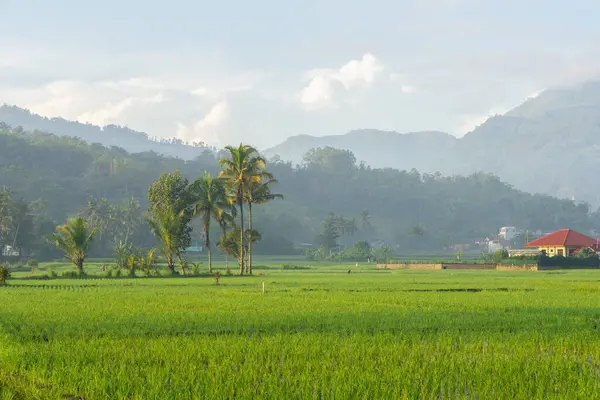 Rice fields in the morning light. rural feel landscape with valley in mist behind forest. concept of natural freshness