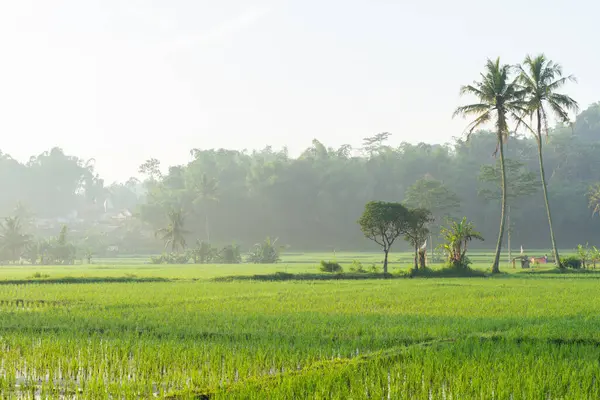 Rice fields in the morning light. rural feel landscape with valley in mist behind forest. concept of natural freshness