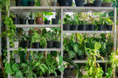 Raflardaki ev bitkilerinin koleksiyonu.