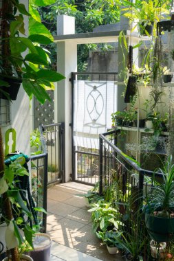 Raflardaki ev bitkilerinin koleksiyonu.