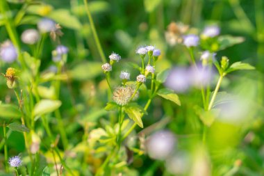 Ormandaki bulanık arkaplanı olan beyaz çiçekleri kapat.