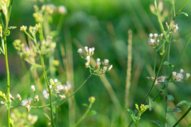 Ormandaki bulanık arkaplanı olan beyaz çiçekleri kapat.