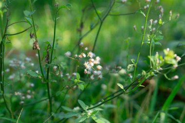 Ormandaki bulanık arkaplanı olan beyaz çiçekleri kapat.