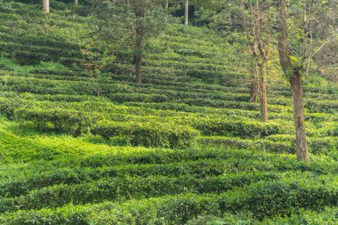 Yeşillik yapraklı çay bahçesinin arka planı