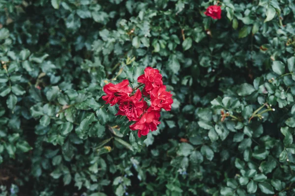 Red Pelargonium Pelargonium Genus Flowering Plants — 图库照片
