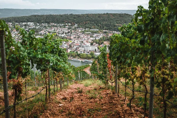 View Rhein Wineyard Autumn — Stok fotoğraf
