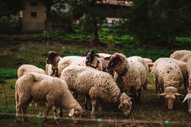Sheeps in the Alps on a farm