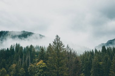 Majestic mountains in the Alps covered with trees and clouds