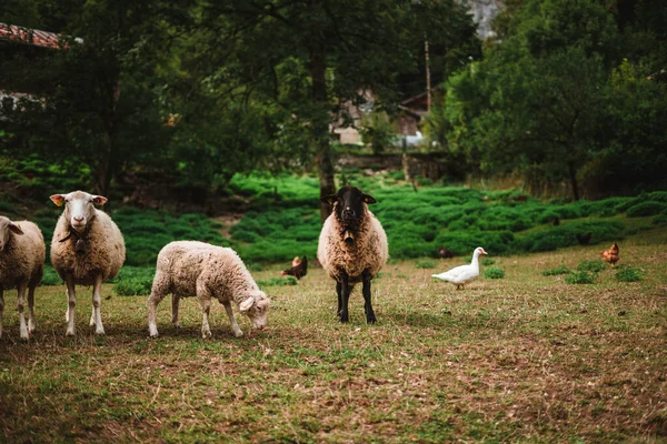 Sheeps in the Alps on a farm