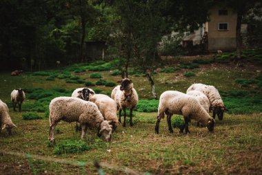 Sheeps in the Alps on a farm