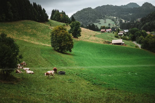 Vacas Disfrutando Hierba Los Alpes —  Fotos de Stock