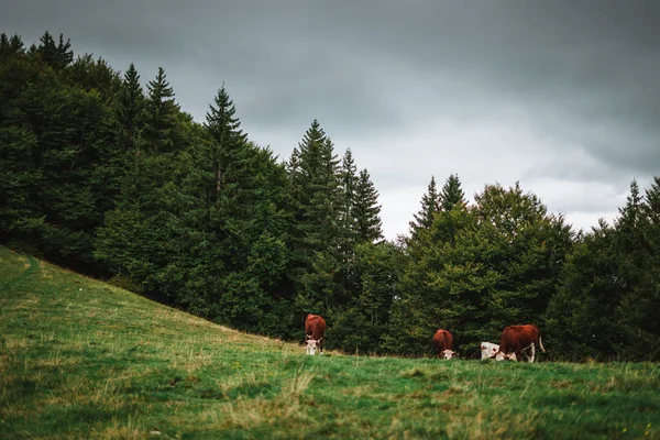 Vacas Disfrutando Hierba Los Alpes —  Fotos de Stock
