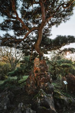 Majestic trees in a chinese garden during spring