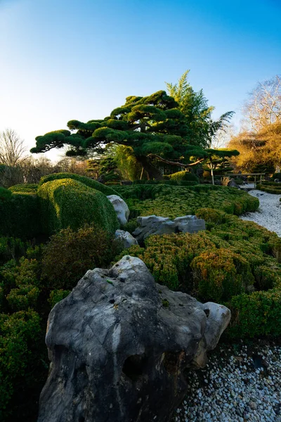 Majestuosos Árboles Jardín Chino Durante Primavera —  Fotos de Stock