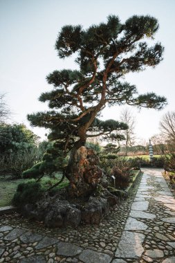 Majestic trees in a chinese garden during spring