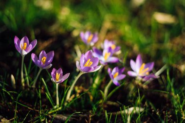 Close-up of lovely crocuses blooming in spring, Germany
