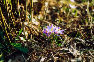 Close-up of lovely crocuses blooming in spring, Germany