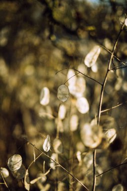 Lunaria plant, also called silver dollar plant