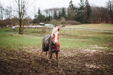 Brown horse standing in mud covered with a blanket to keep warm during winter, trees in background