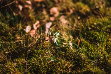 Galanthus nivalis, also called the snowdrop or common snowdrop