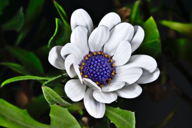 Makrofotografı kapatın. Siyah arka planda beyaz Afrika margueriti bulanık yeşil yapraklar. Beyaz taç yaprakları, mavi ve sarı anter ve leke ile yarı açık Afrika papatyası.