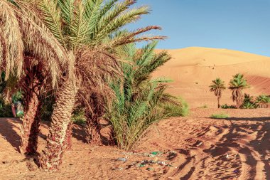 Plastic waiste pollution and garbage bags in the desert sand of Taghit, Bechar in Algeria. Palm trees and sand dunes in a sunny day with a blue sky. Three tourists afar climbing a dune.
