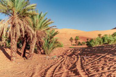 Plastic waiste pollution and garbage bags in the desert sand of Taghit, Bechar in Algeria. Palm trees and sand dunes in a sunny day with a blue sky. Three tourists afar climbing a dune.