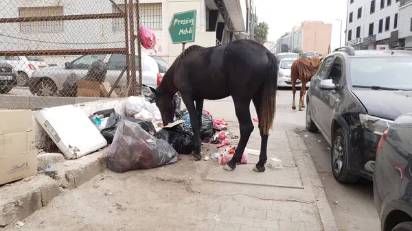 Dely Brahim, Cezayir, Cezayir - 6 Ekim 2022: Atlar sokağa atılmış çöp kutuları ve terk edilmiş plastik poşetlerle yemek yiyorlar. Yön tabelasında 