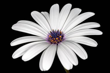 Afrika papatyası, açık çiçek, makrofotografı siyah arka planda kapat. Beyaz Osteospermum ecklonisis, Dimorphotheca ecklonis, Cape Marguerite, 4D gümüş, Van Staden 'in nehir papatyası. Asteraceae.