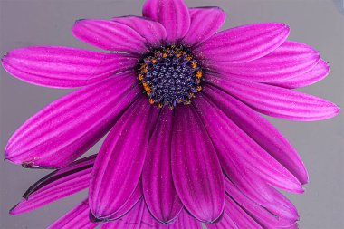 Mor Afrika papatya çiçeği, Osteospermum ekklonisi. Ön manzara, çiçek kafasının ön planda gümüş-gri arka plan ve ayna yansıması ile detaylı bir makrofotoğrafçılığını içeriyor..