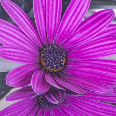 Mor Afrika papatya çiçeği, Osteospermum ekklonisi. Ön manzara, çiçek kafasının ön planda gümüş-gri arka plan ve ayna yansıması ile detaylı bir makrofotoğrafçılığını içeriyor..