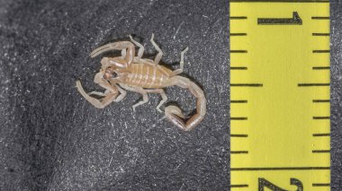 Siyah yüzeyde, sarı bir cetvelin yanında genç Androctonus australis akrebin erken dönem yakın çekimleri. Soluk benizli, kıvrık kuyruklu ve 11 mm 'nin altında küçük bedenli..
