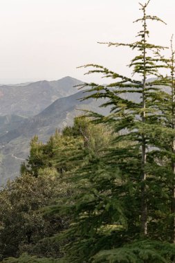 Üst üste binen tepeleri ve yumuşak ışıkta tepeleri olan dağ manzarası, ön planda sedir ve çam ağaçları tarafından kısmen gizlenmiş, derinlik ve doğal bir çerçeve yaratıyor..