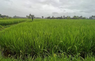 Bali 'deki pirinç tarlası