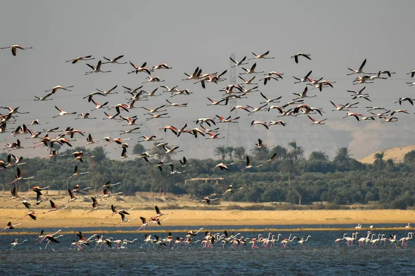 A colorful flock of flamingo birds flying at Lake Qaroun in Fayoum Fayyium Egypt