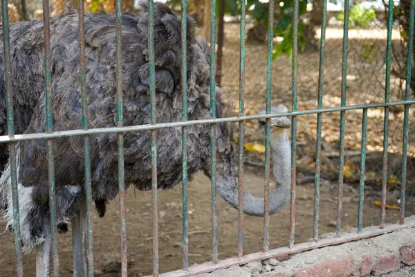 Ostrich looks through its cage bars at the Giza Zoo in Egypt which is currently being renovated
