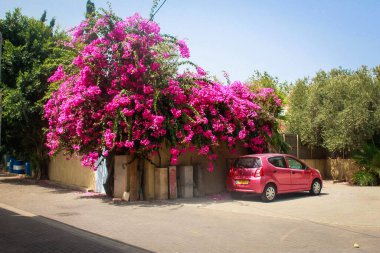 Sokak stili. Pembe Araba ve Çiçek Sokağı Estetiği, Gül Arabası ve Yapraklar.