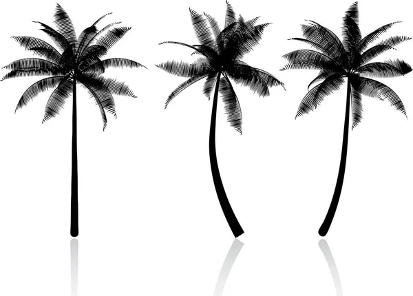 棕榈树 Silhouettes — 图库矢量图片