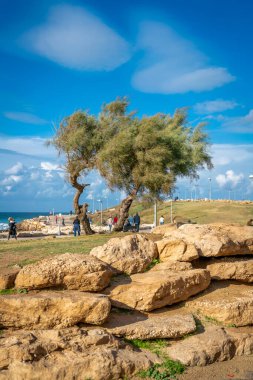 İsrail, Tel Aviv - 29 Aralık 2024: Tel Aviv 'de suluboya bulutlar altında gezinen iki yalnız ağaç yalnızlık ve sükunet hissi uyandırıyor. Yoldan geçenler sahneyi canlandırır.