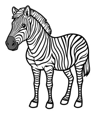 Beyaz arka planda izole edilmiş genç ve güzel bir zebra. Zebra yaklaş. Zebra tam uzunlukta. Hayvanat bahçesi hayvanları.