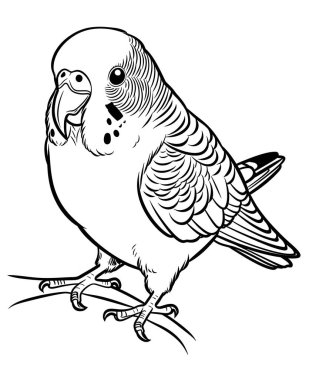 Tatlı Tuni Kuş Hattı Sanat Sanatı Kitap Tasarımı