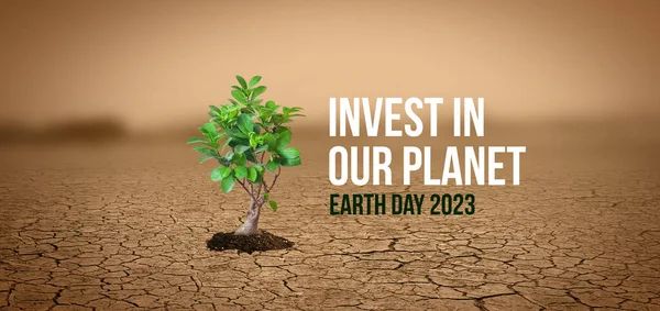 Plant in dried cracked mud concept banner.  Earth day 2023 concept background. planet concept background. 