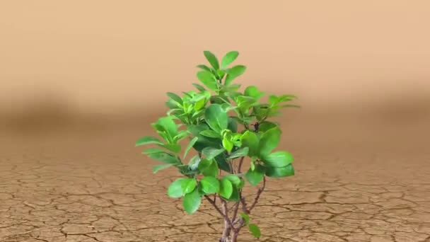 Planta Lodo Seco Agrietado Invierte Nuestro Planeta Día Tierra Concepto — Vídeos de Stock