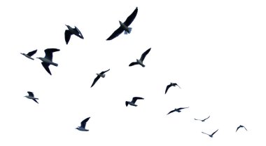 Gökyüzünde uçan birçok kuş beyaz arka planda izole edilmiştir.
