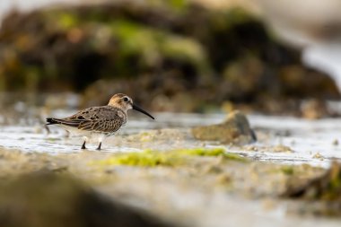Le becasseau değişken dans l 'estran