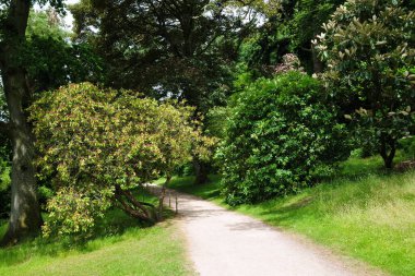 beautiful view of the path in the forest