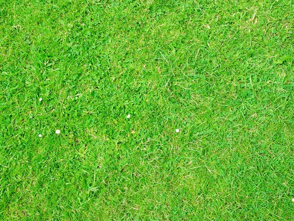 Yeşil Çimen Dokusu Arkaplanı — Stok fotoğraf