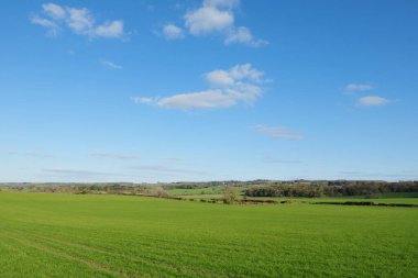 yeşil tarla ve mavi gökyüzü